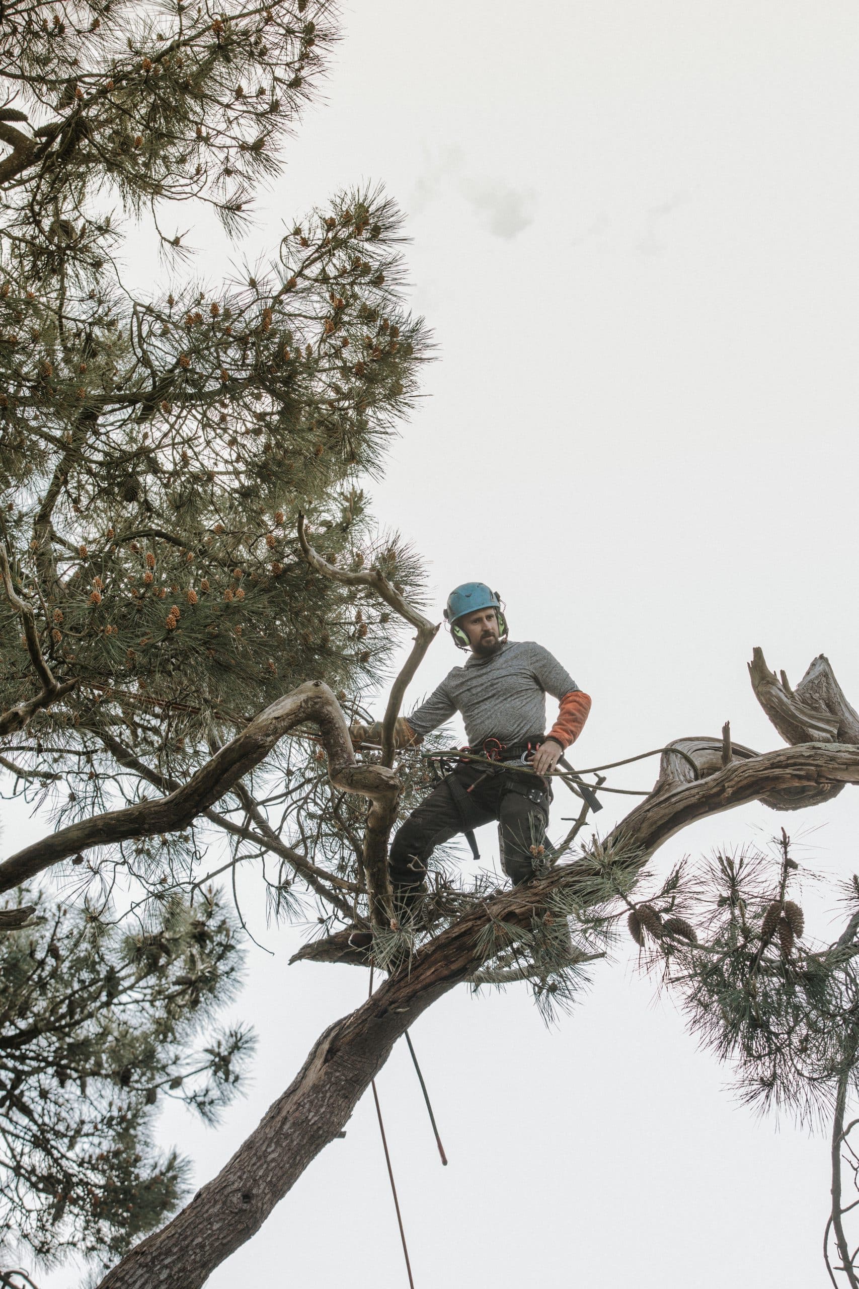 élagueur grimpeur dans un arbre
