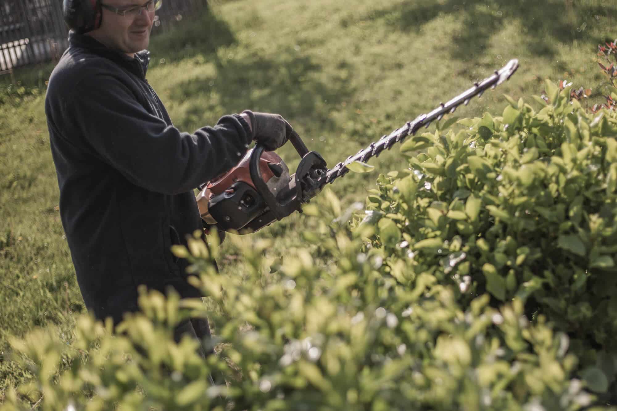 Taille de haie fruitière arbustive
