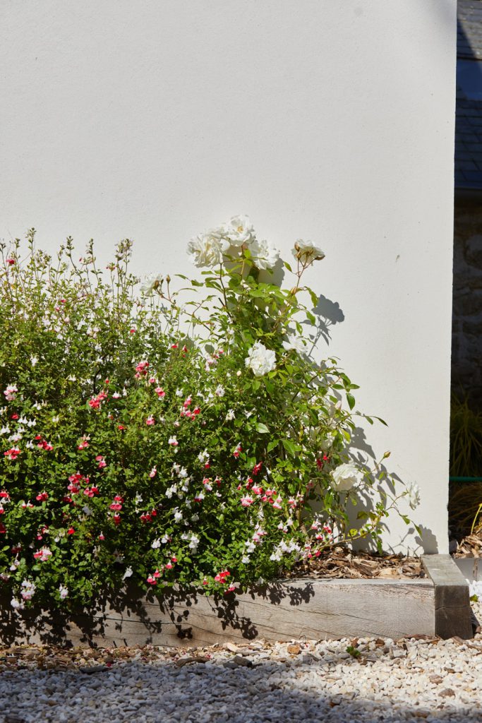 mélange de sauge et rosiers dans un massif avec bordure chêne