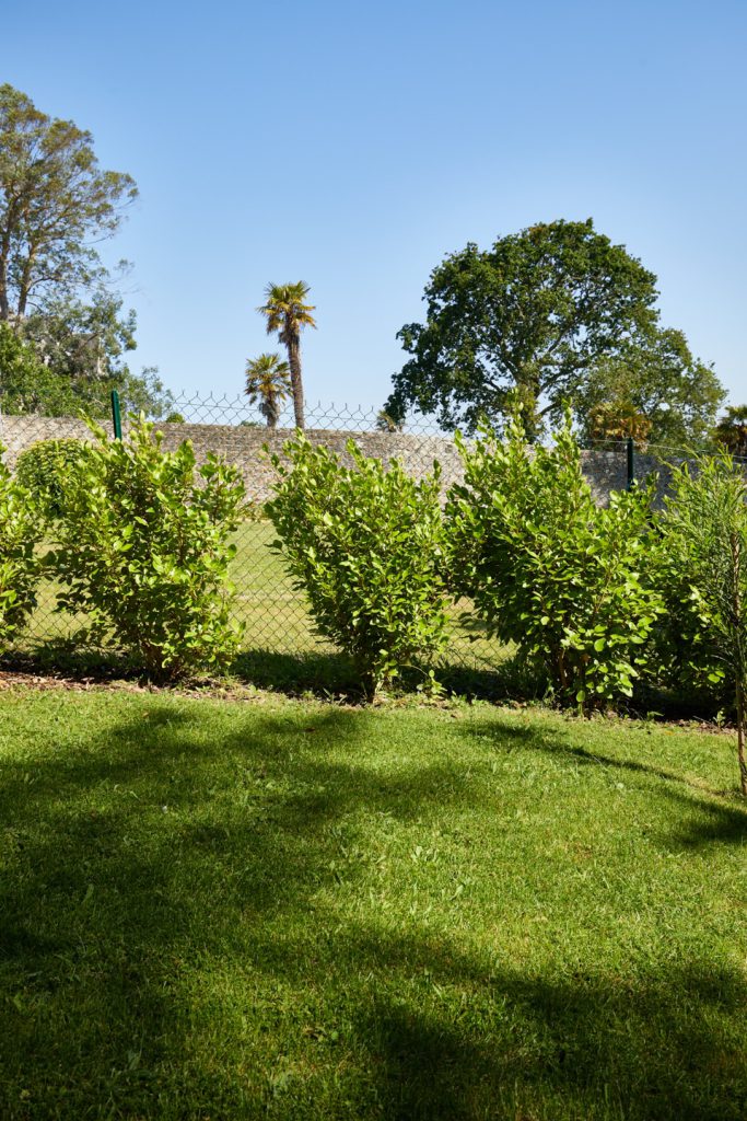 haie de griselines devant une clôture en grillage souple