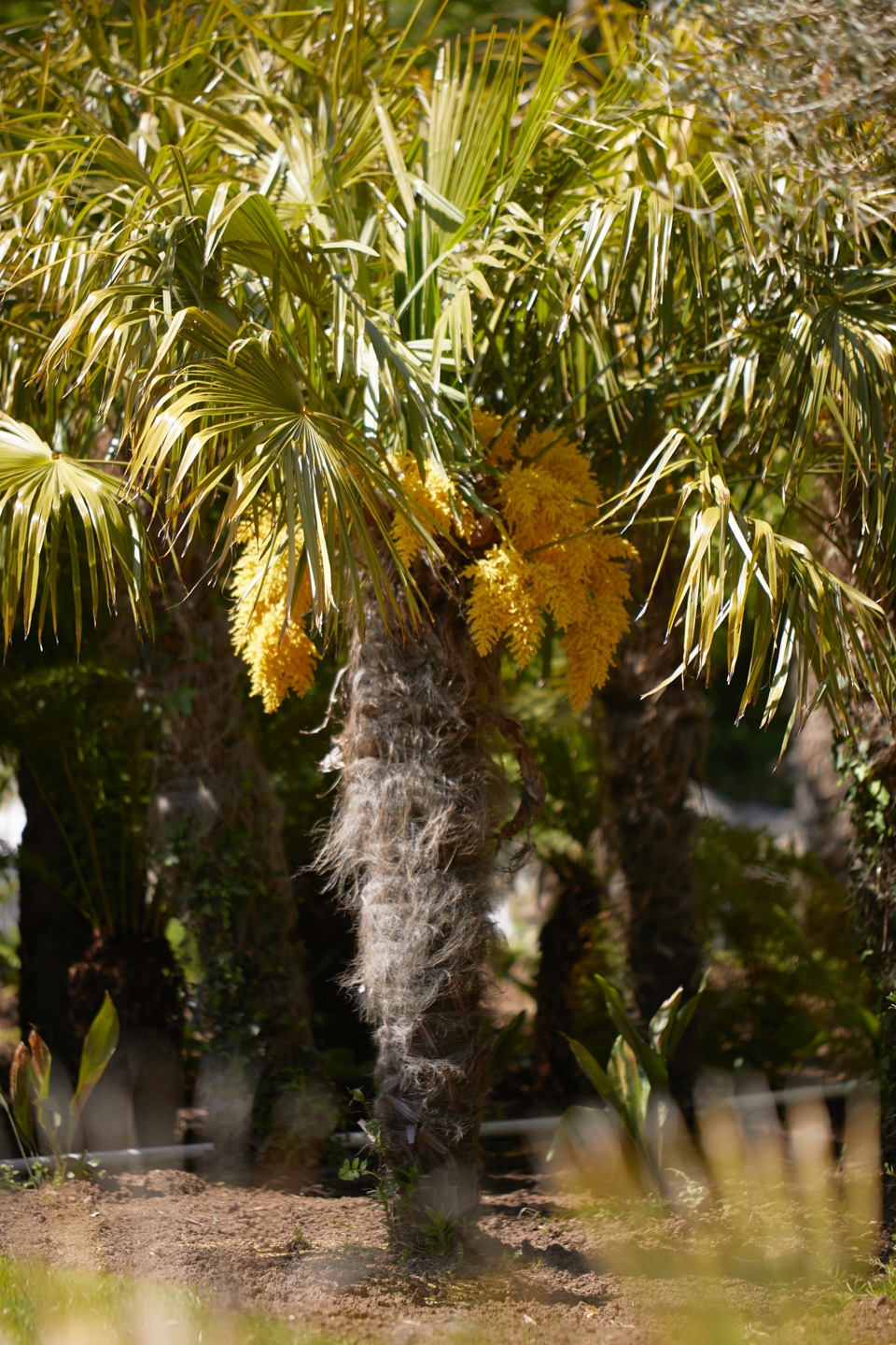 Trachycarpus fortunei dans la pépinière park kerne