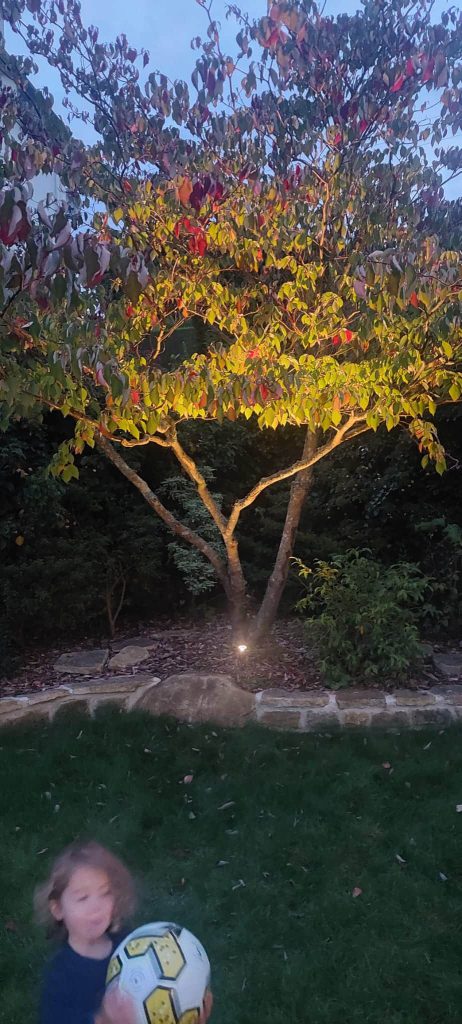 cornus controversa avec spot de nuit