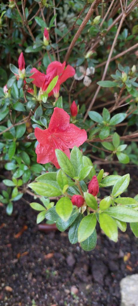 azalée rouge