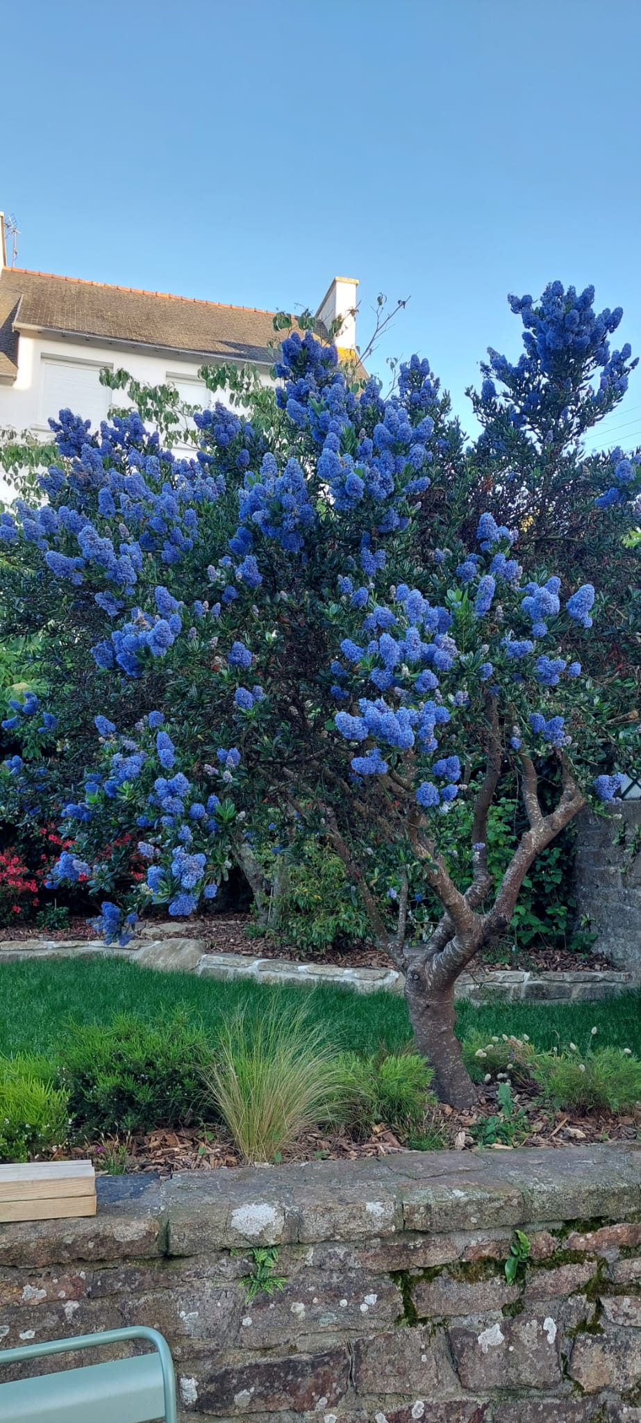 Ceanothe en fleur bleu magnifique sur un massif de diosma et stipa au-dessus d'un muret de pierre