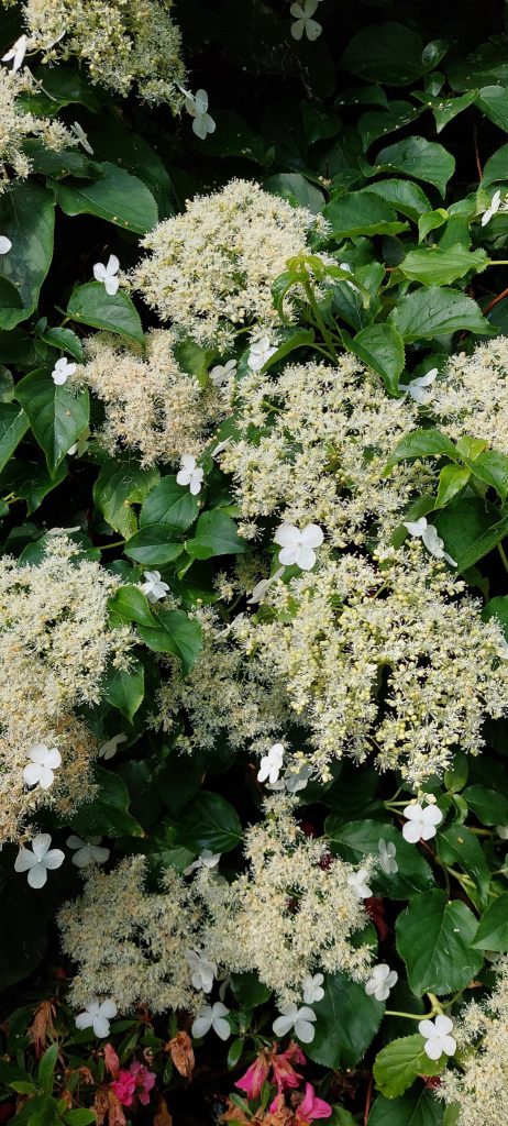 hortensia grimpant