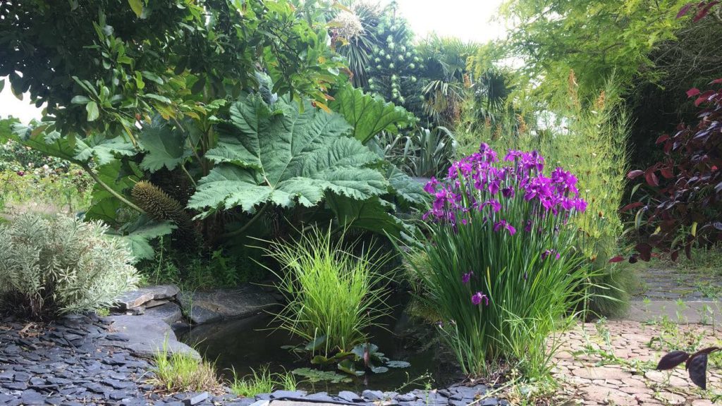 jardin exotique dans le showroom park kerne, gunnera et iris barbu