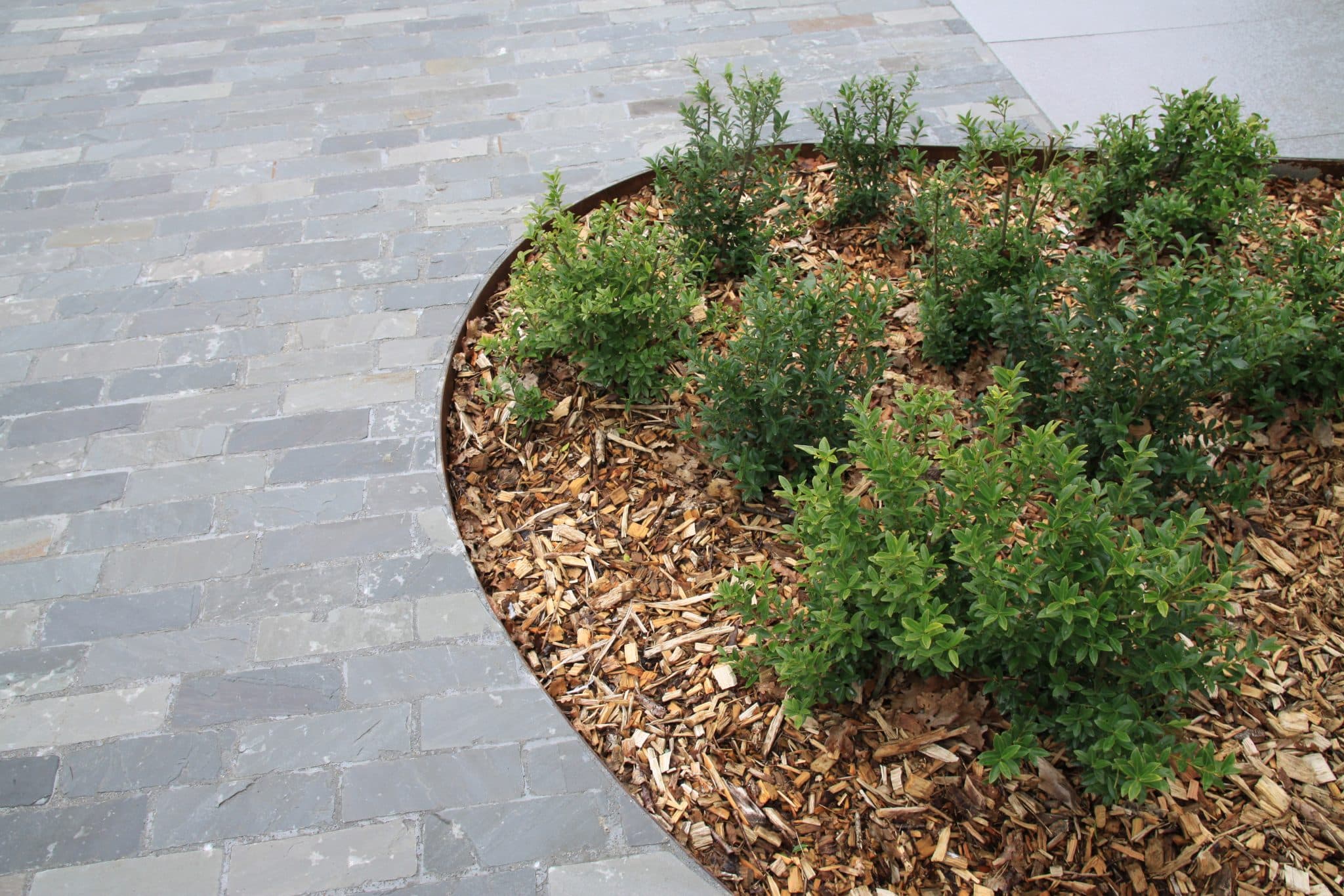 massif intégré dans une allée en kota avec copeaux