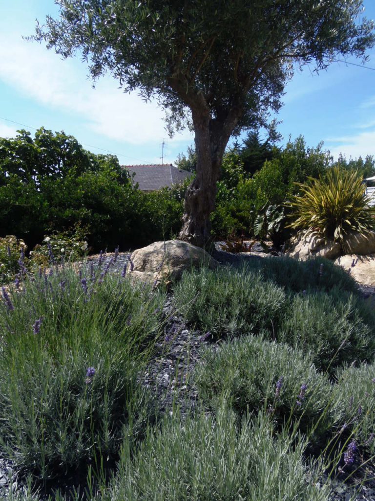 massif de lavande devant olivier centenaire et roches