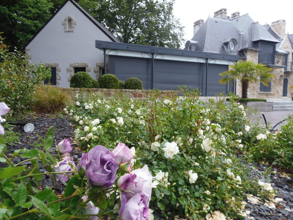 massif de rosiers blanc et mauve devant moutonnement de buis